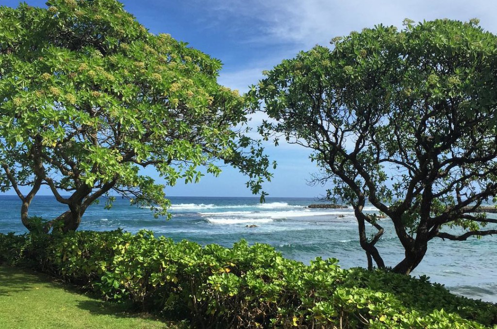 Hawaii doesn't suck. #Aloha #beautifulday #picoftheday #instagood #oahu #turtlebay #nature #lifeisgood #liveauthentic #hawaii #grateful
